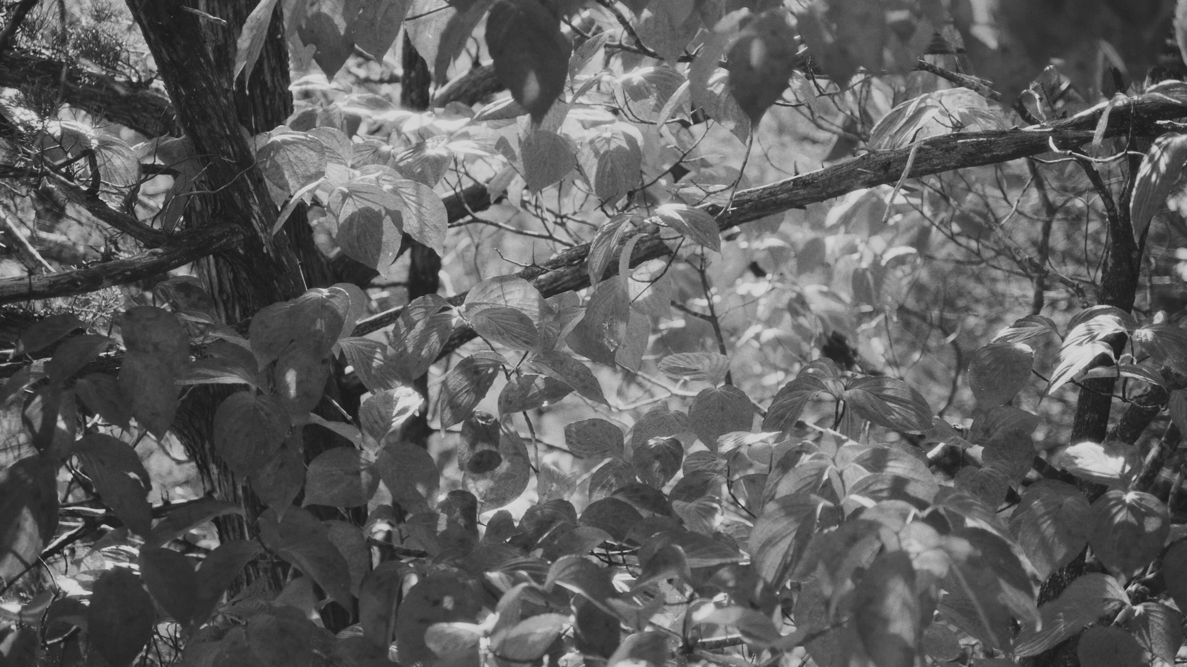 Leaves black and white
