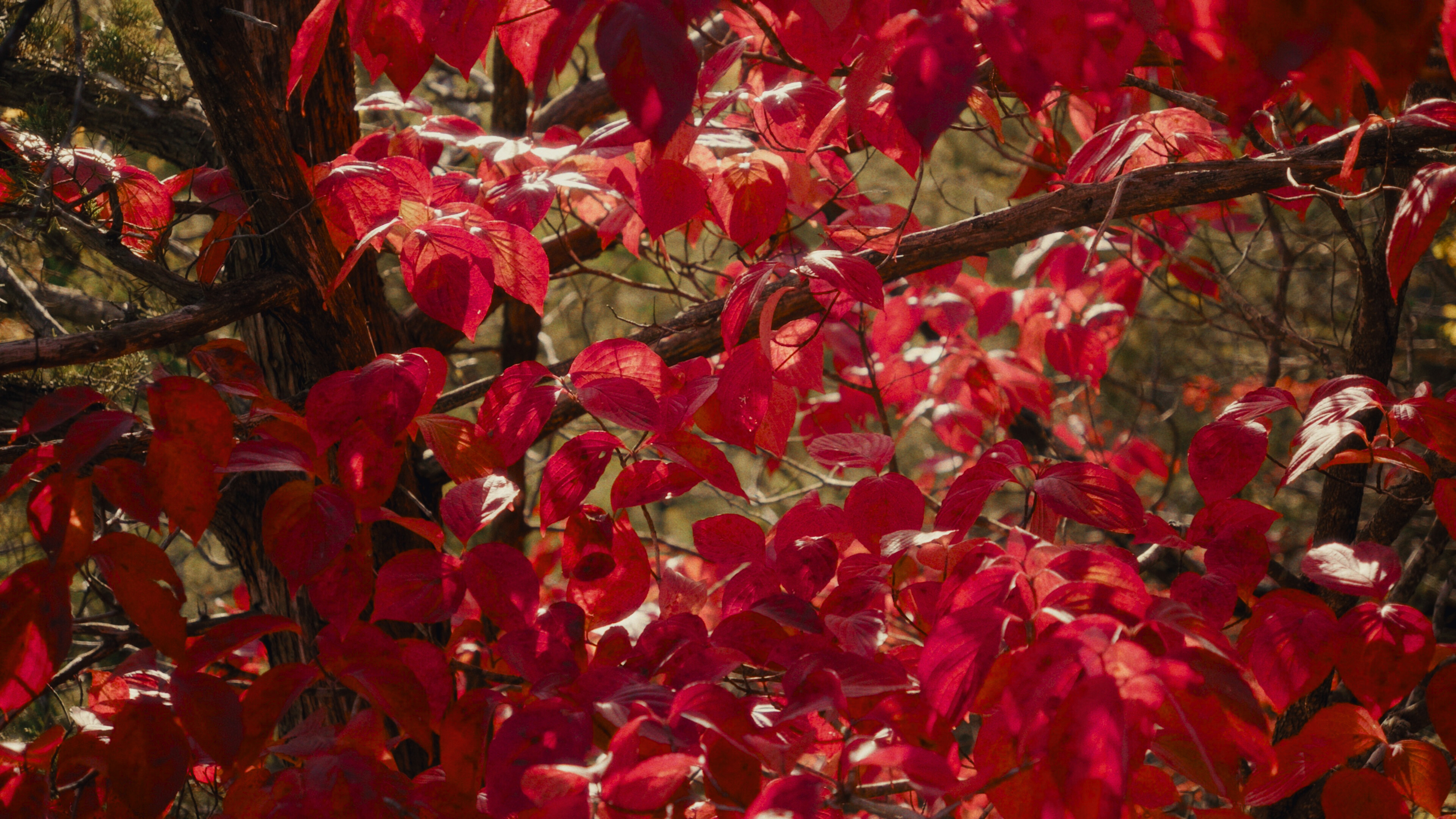 Leaves red